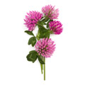Blommor från rödklöver Blommor från rödklöver