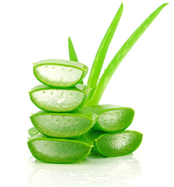 aloe vera aloe vera