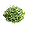 Image of Bacopa Image of Bacopa