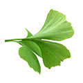 Image of Ginkgo Biloba Image of Ginkgo Biloba