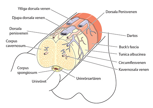 därför får du stånd