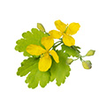 Stinkende Gouwe Plant Stinkende Gouwe Plant