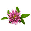 Extrakt från Rödklöverblomma Extrakt från Rödklöverblomma