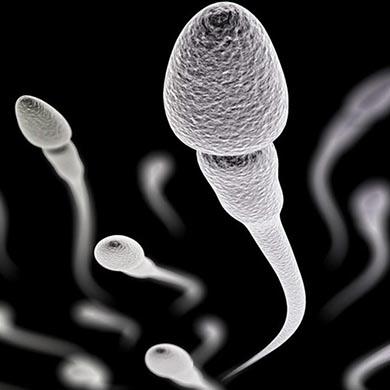 Sperma och påverkan till fertilitet