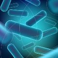Lactobacillus Lactobacillus
