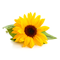 Sunflower Oil Sunflower Oil