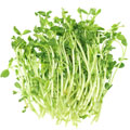 image of soybean image of soybean
