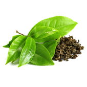 Green Tea Extract Green Tea Extract
