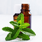 Peppermint Oil Peppermint Oil