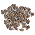 image of vitamin E image of vitamin E
