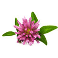 image of soybean image of soybean