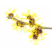 Witch Hazel Witch Hazel