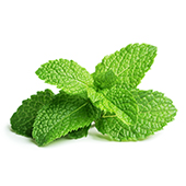 Menthol Menthol