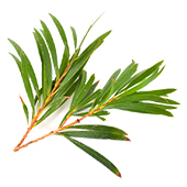 Tea Tree Tea Tree